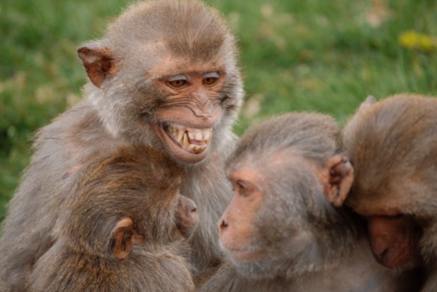 Smiling monkeys at Longleat 